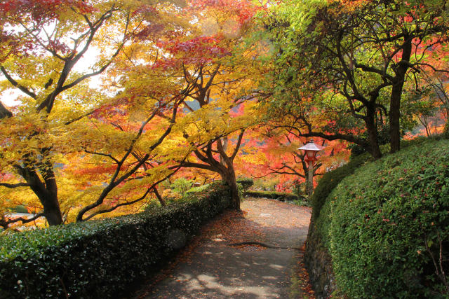 散紅葉の参道＠善峯寺