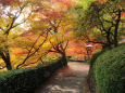 散紅葉の参道＠善峯寺