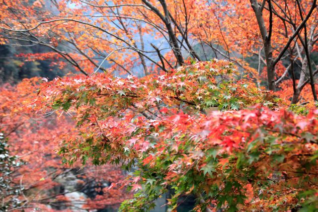 祖谷渓谷の紅葉Ⅰ