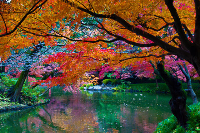 小石川後楽園 水辺の紅葉