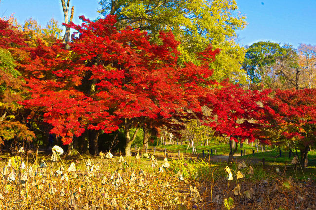 京都府立植物園の紅葉