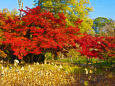 京都府立植物園の紅葉