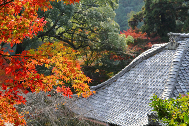 紅葉と本堂＠十輪寺