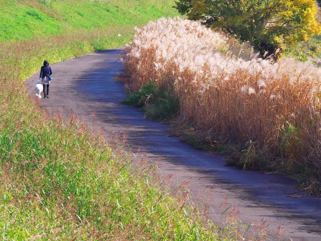 秋の散歩道