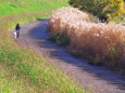 秋の散歩道