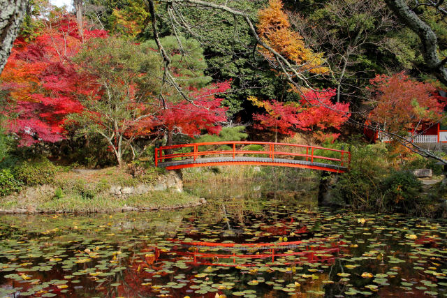 紅葉を愛でる橋＠大原野