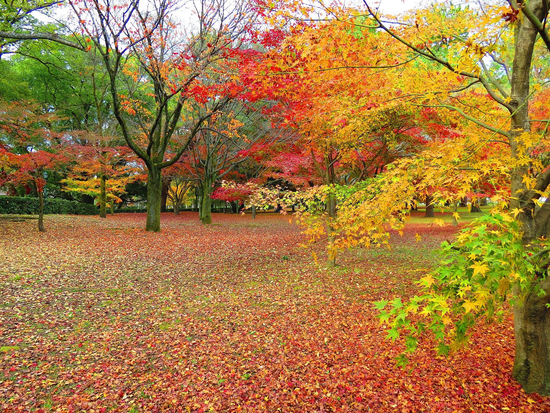 日本の風景 京都御苑 紅葉の秋 壁紙19x1440 壁紙館