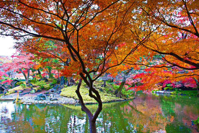 小石川後楽園 水辺の紅葉