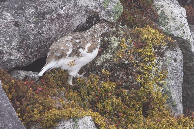 前常念岳のママ雷鳥