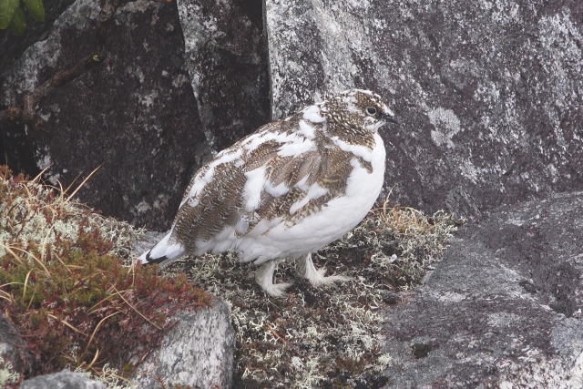 前常念岳のチビ雷鳥