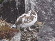 前常念岳のチビ雷鳥