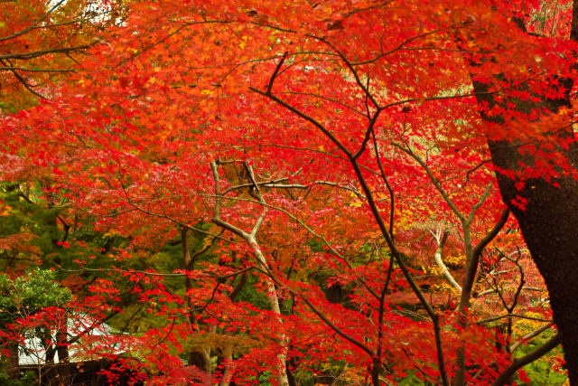 小石川後楽園の紅葉