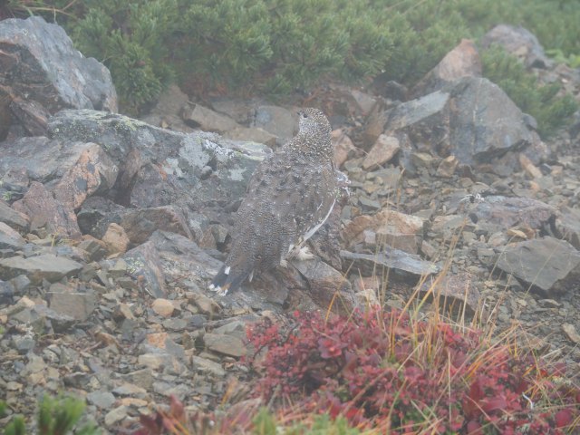 仙丈ヶ岳の雌雷鳥