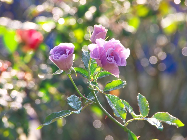 バラの花