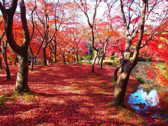 晩秋の落ち紅葉で真紅に