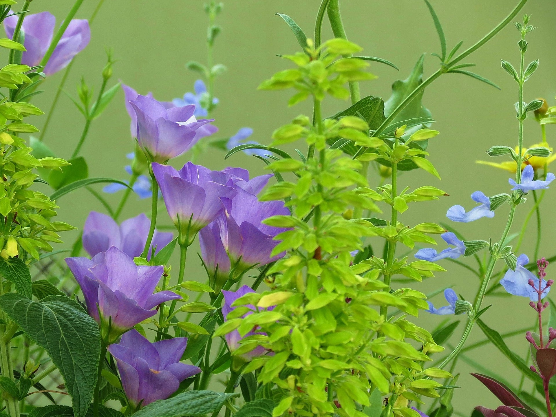 花 植物 青いトルコキキョウ 壁紙19x1440 壁紙館