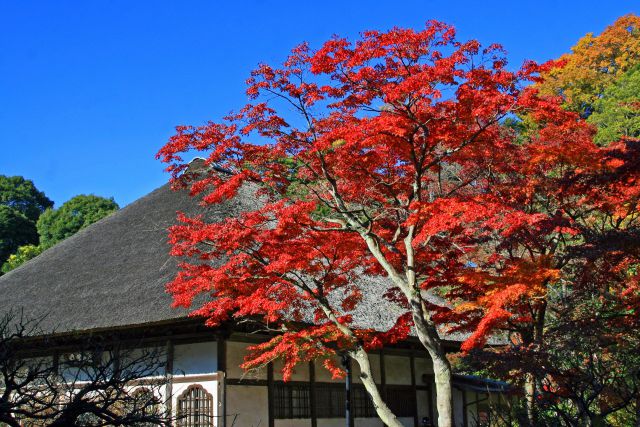 紅葉の円覚寺