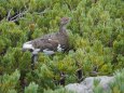 白馬乗鞍岳の雄雷鳥