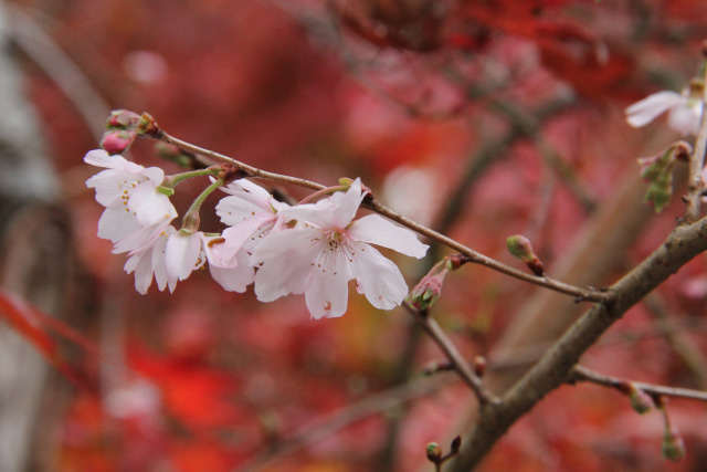 不断桜と紅葉＠百済寺