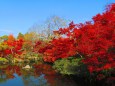 永観堂放生池の紅葉
