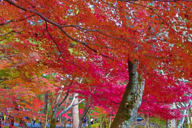 南禅寺の紅葉