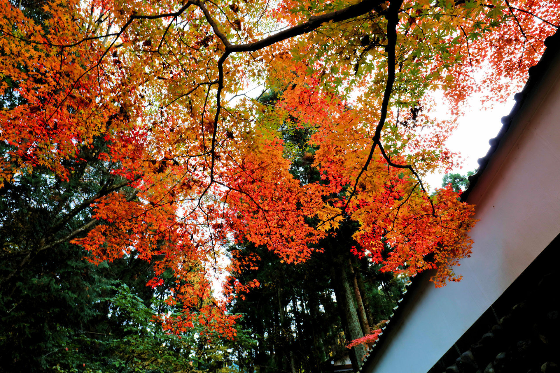 花 植物 白壁と紅葉モミジ 壁紙1920x1280 壁紙館