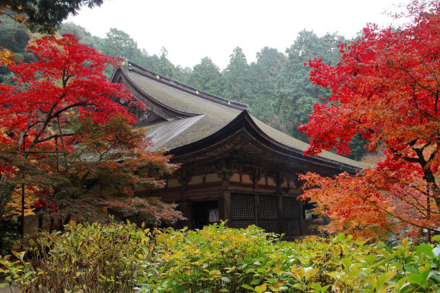 本堂と血染の紅葉＠金剛輪寺