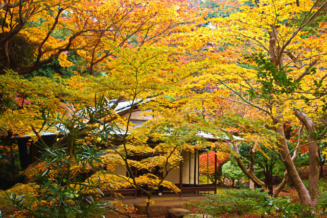 旧古河庭園・茶室と紅葉