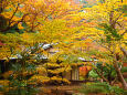 旧古河庭園・茶室と紅葉