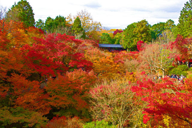 東福寺・見上げる紅葉