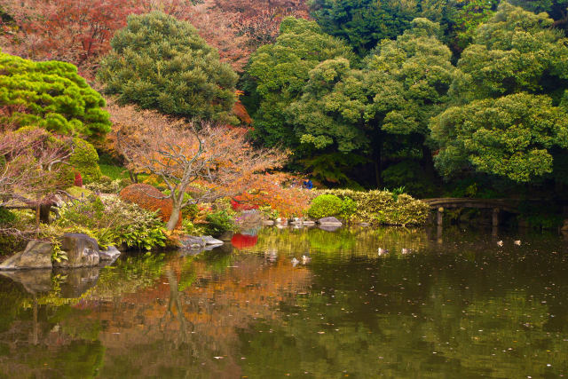 旧古河庭園・心字池と紅葉