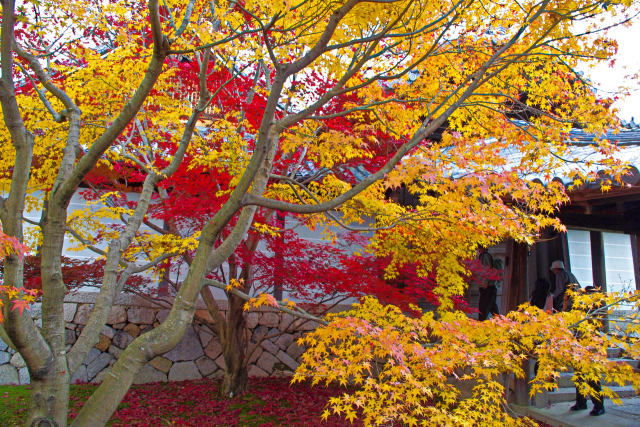 東福寺の紅葉