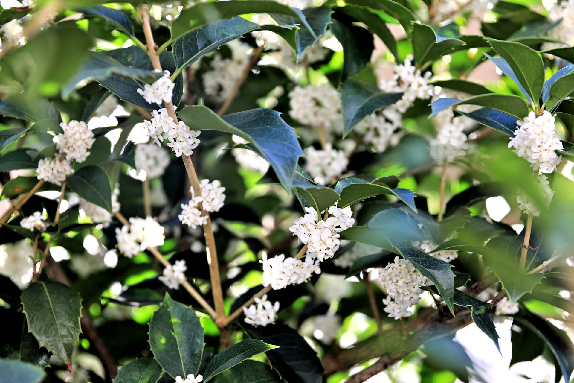 花 植物 ヒイラギ 壁紙19x1280 壁紙館