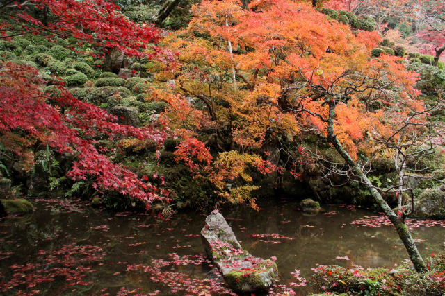 名称庭園の紅葉＠金剛輪寺