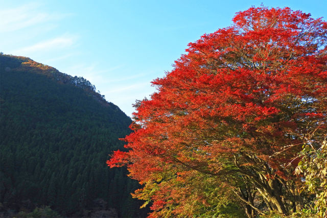 山肌に立つ大楓