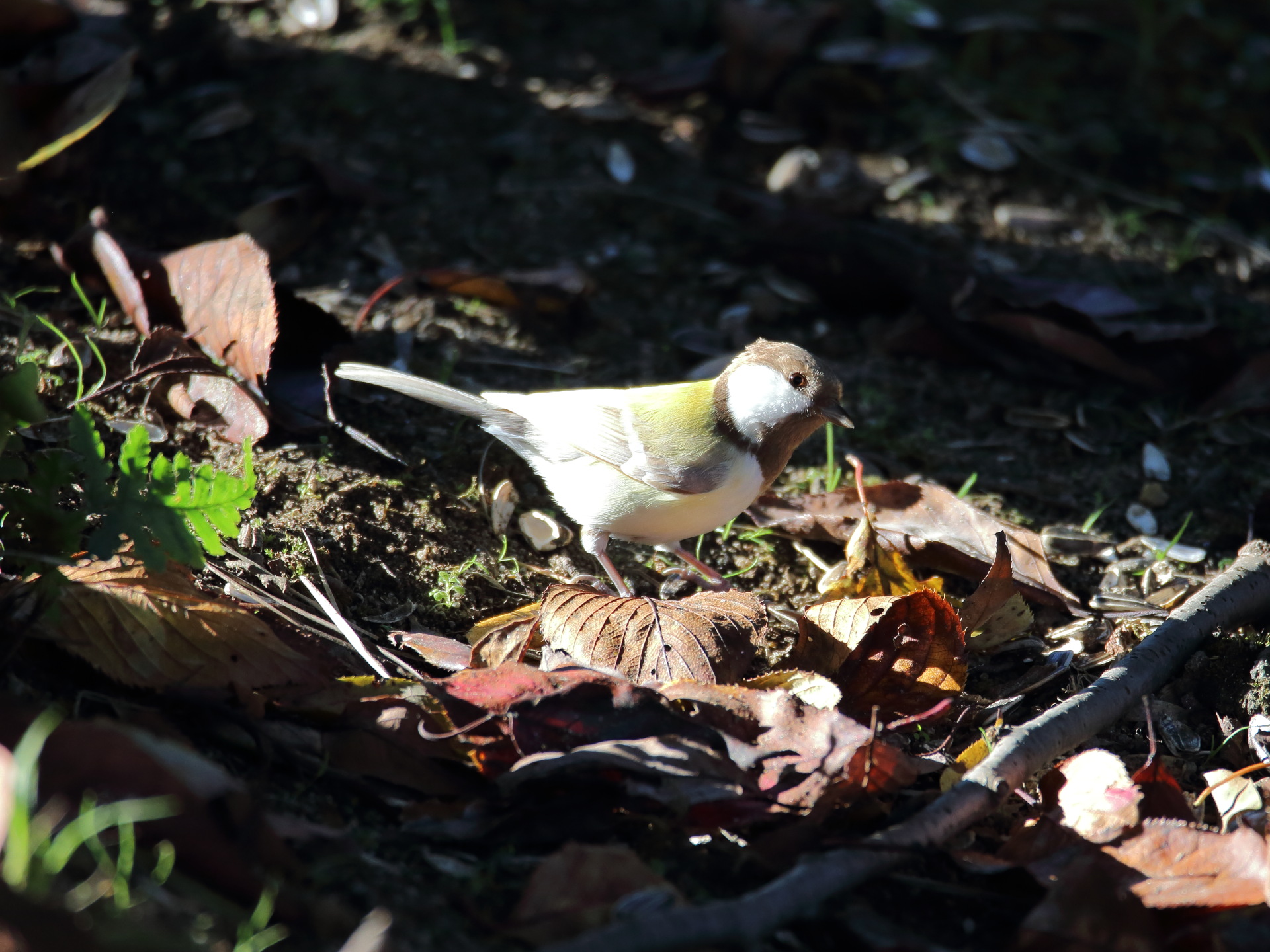 動物 鳥 ペンギン 三代目白いシジュウカラ 壁紙19x1440 壁紙館