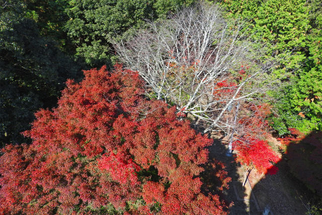 紅葉と白樺を見下ろす