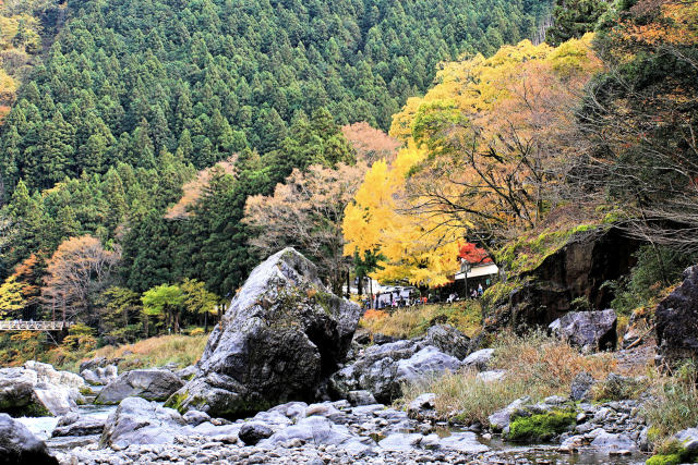 御岳渓谷の大銀杏