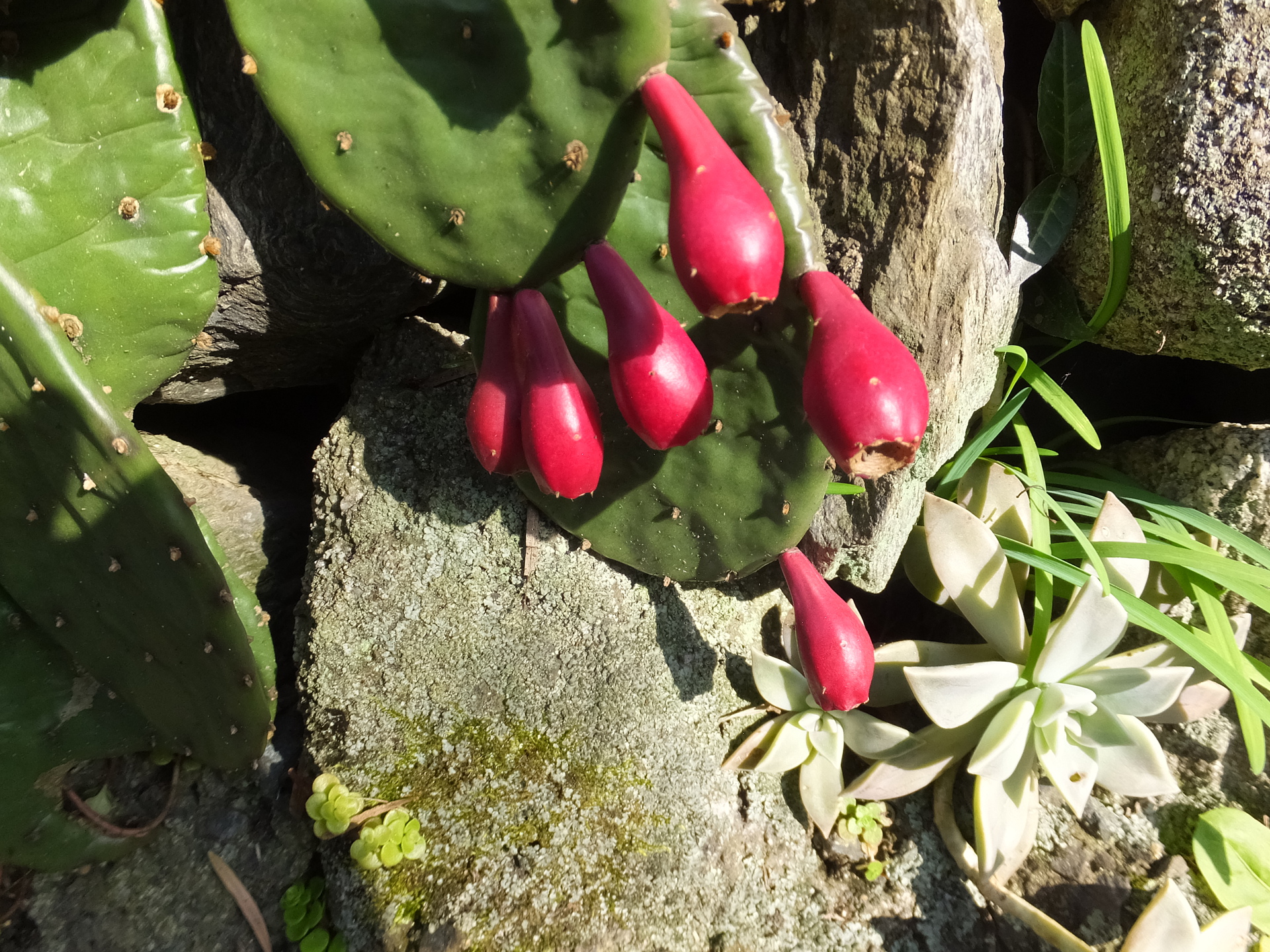 花 植物 サボテンの赤い実 壁紙19x1440 壁紙館