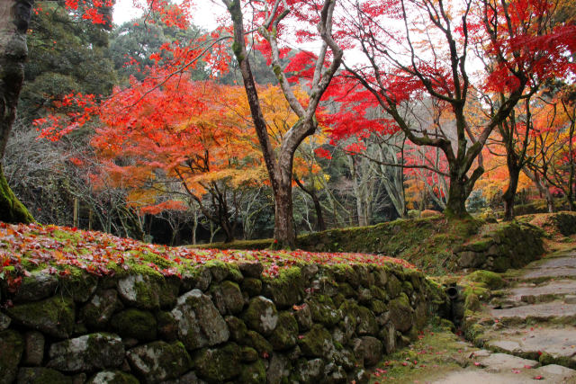 参道脇の紅葉＠西明寺