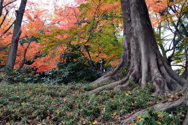 芝公園の紅葉-3