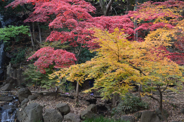 芝公園の紅葉-4