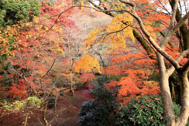 金比羅宮の紅葉