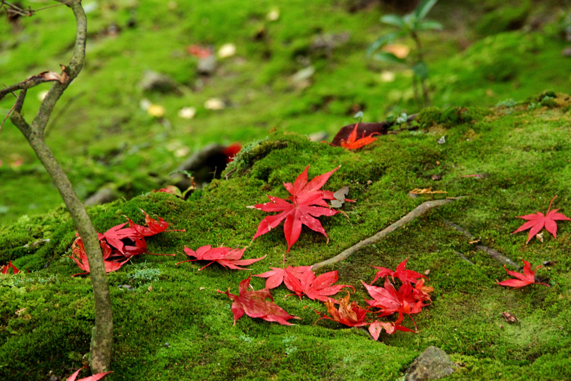 日本の風景 苔の上の散紅葉 西明寺 壁紙1920x1280 壁紙館