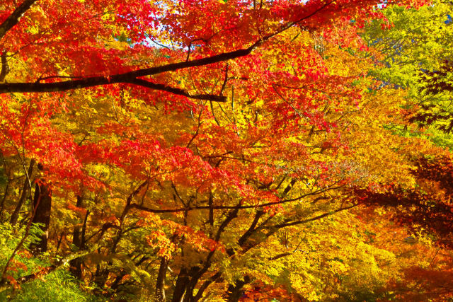 紅葉のグラデーション