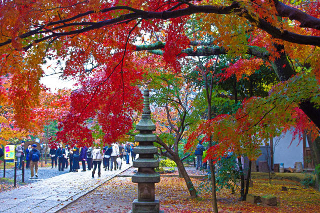 長岡京・光明寺の紅葉