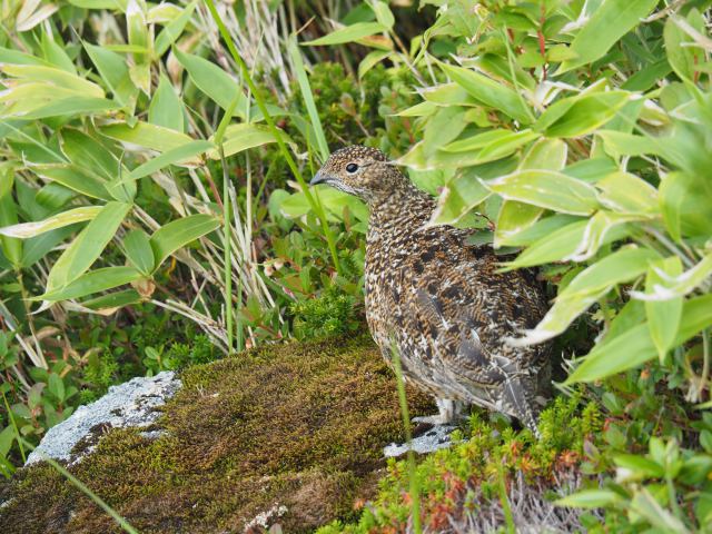 弓折岳のチビ雷鳥