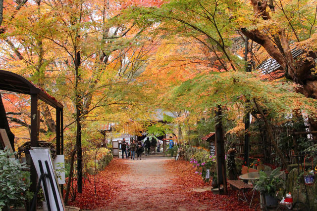 湖南三山長寿寺・紅葉トンネル