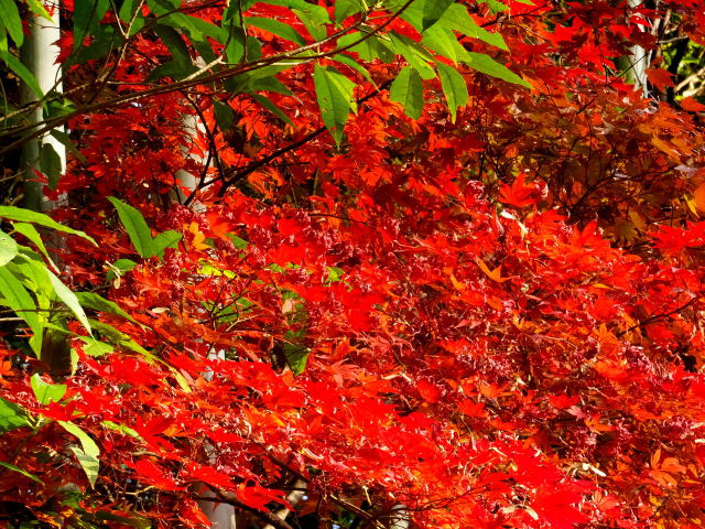 晩秋に燃える残り紅葉