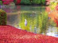 水鳥遊ぶ初冬の池